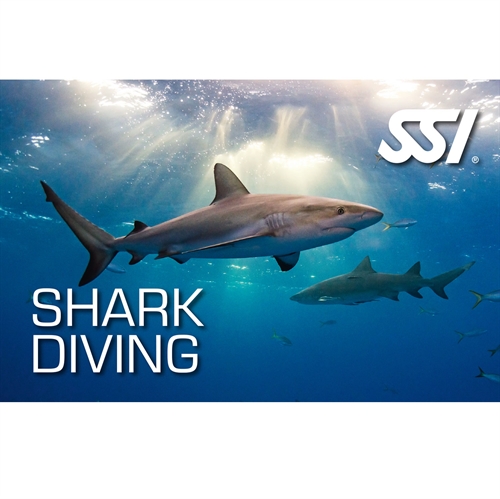 Viden om hajer / Shark Diving
